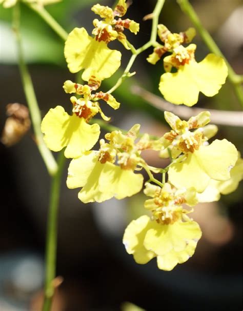 文心蘭開花時間